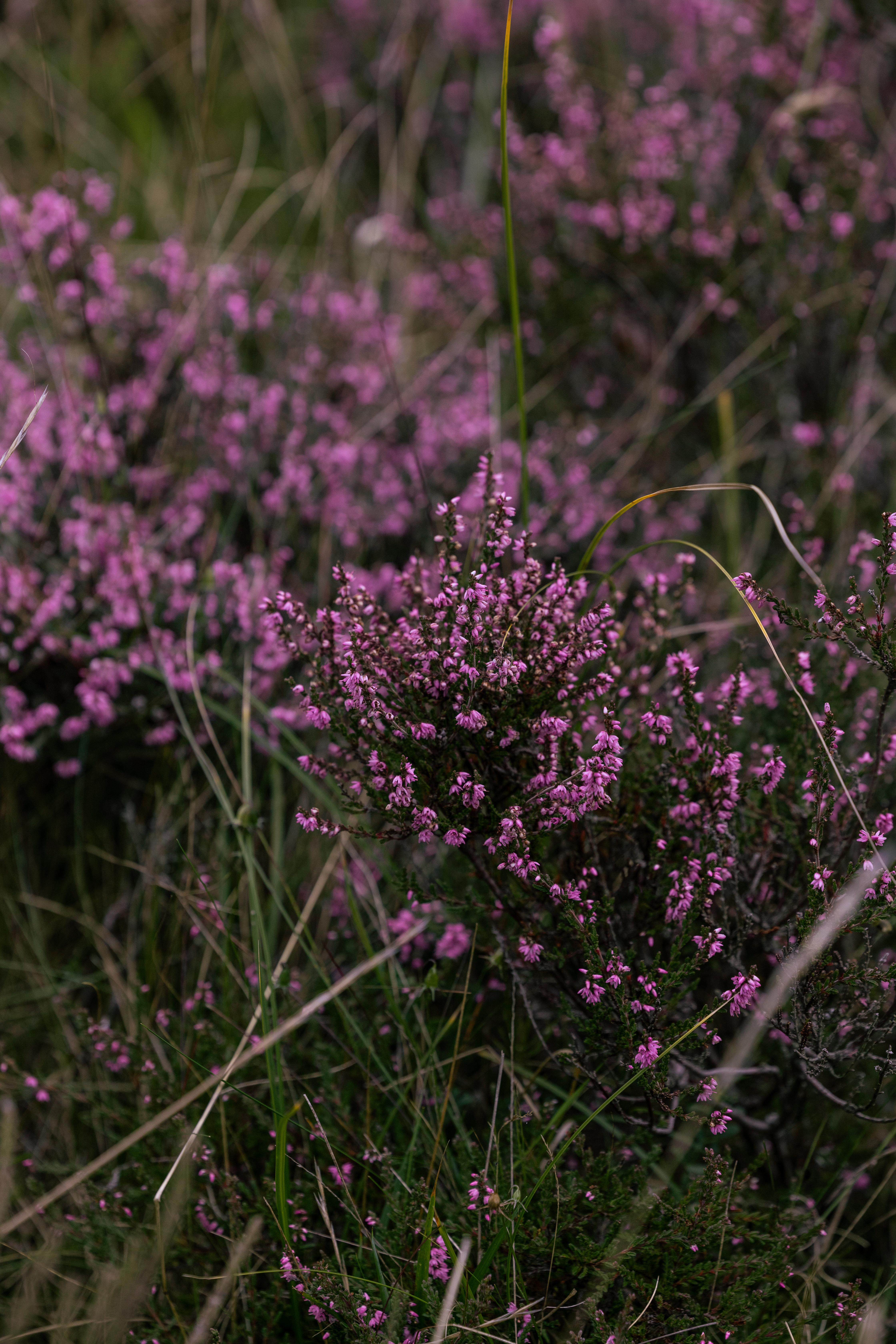Dornoch Station Hotel Ngoại thất bức ảnh Calluna vulgaris