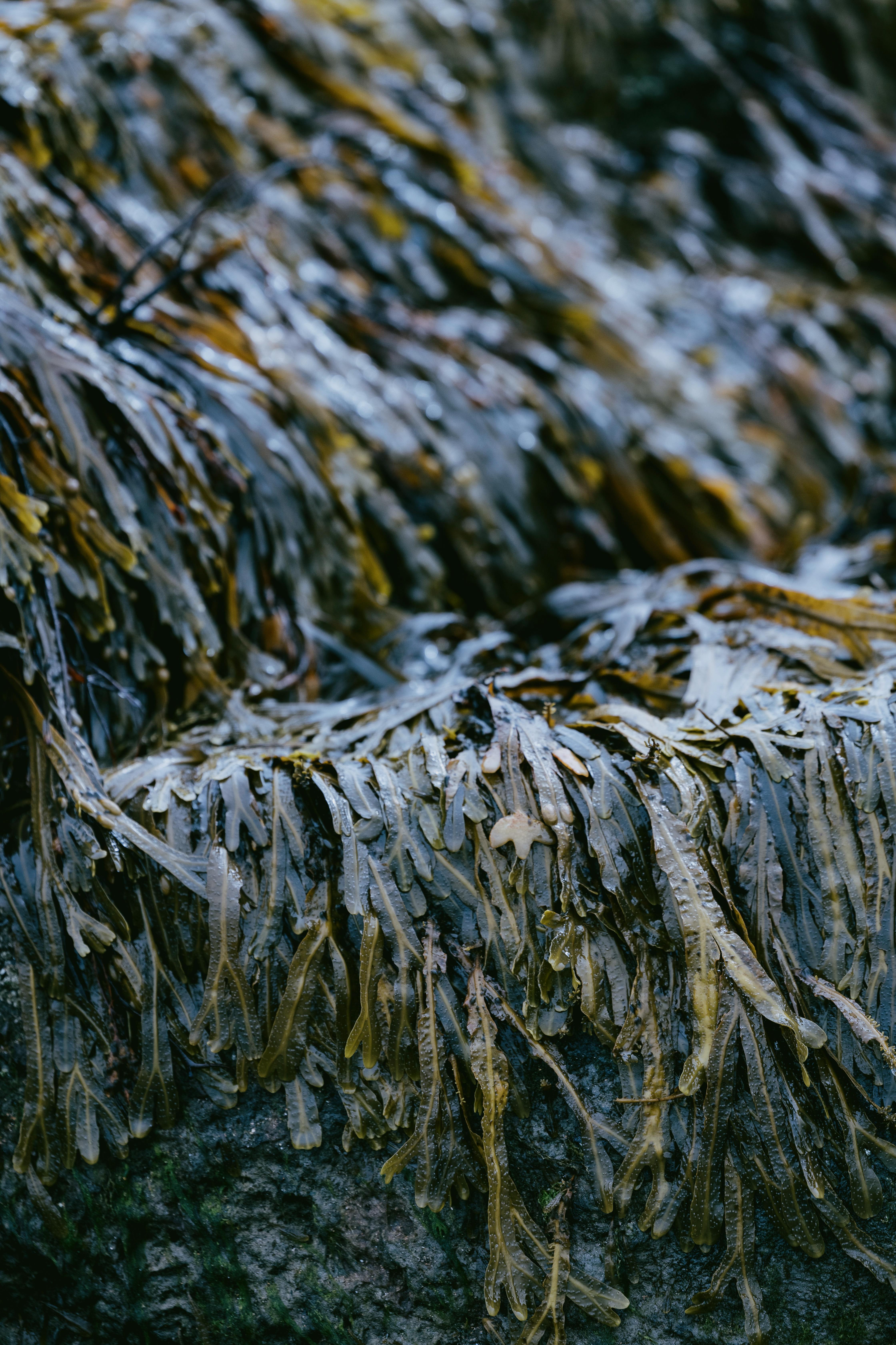 Dornoch Station Hotel Ngoại thất bức ảnh Seaweed